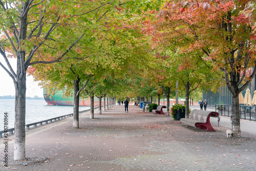 Photography Maple tree along the Sugar Beach Park