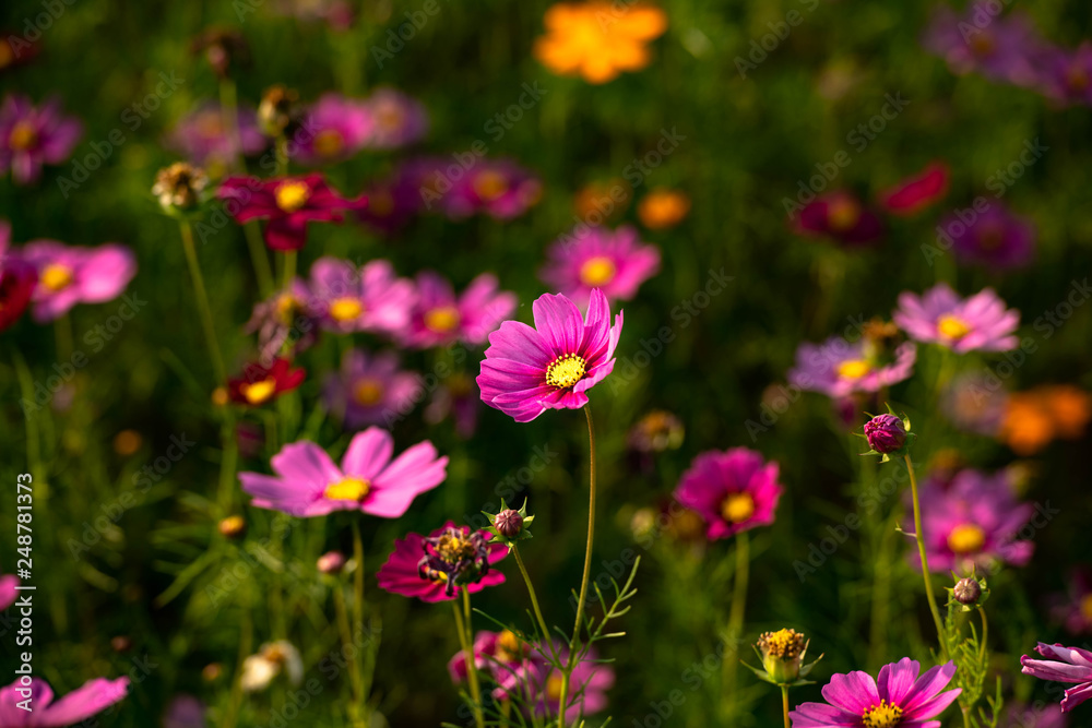 Flower garden in the evening at Chiang Rai province Thailand