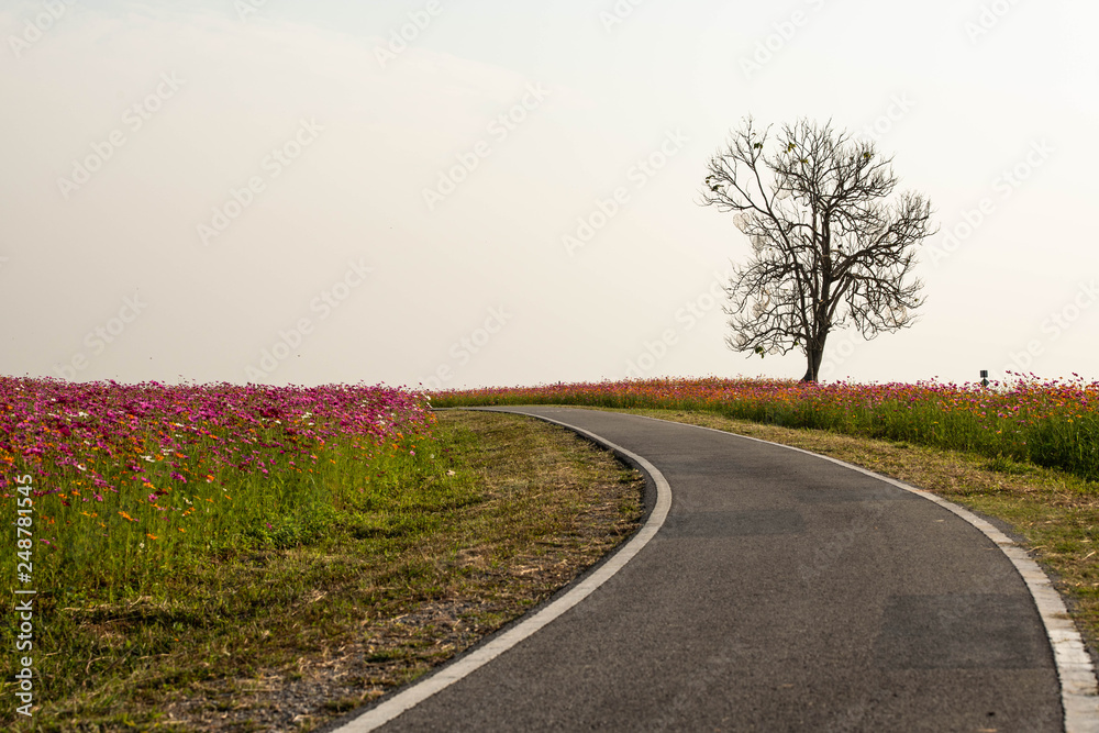 Fototapeta premium Flower garden in the evening at Chiang Rai province Thailand