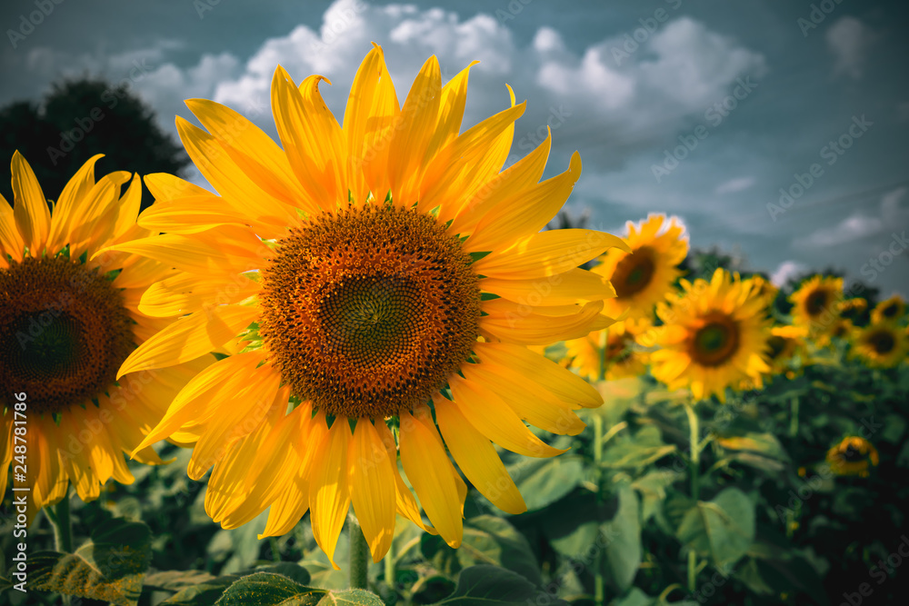 close up sunflower with clound sky 
