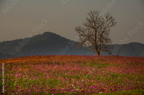 Flower garden in the evening at Chiang Rai province Thailand