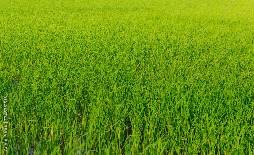 Close up seedlings in rice fields are pregnant.Before the golden paddy rice. Close up seedlings in rice fields are pregnant.Before the golden paddy rice.