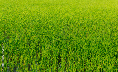 Close up seedlings in rice fields are pregnant.Before the golden paddy rice.