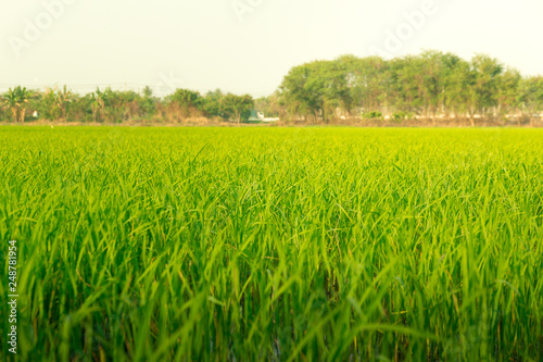 Seedlings in paddy fields or rice field