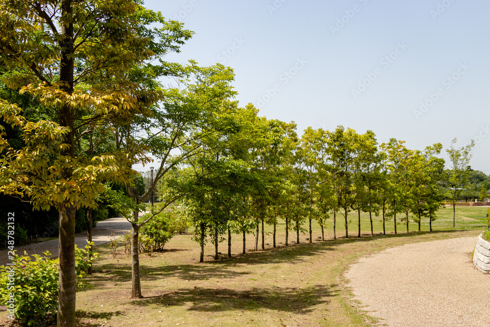 Spring landscape of a park with flowers, Funabashi city, Chiba, Japan Spring landscape of a park with flowers, Funabashi city, Chiba, Japan