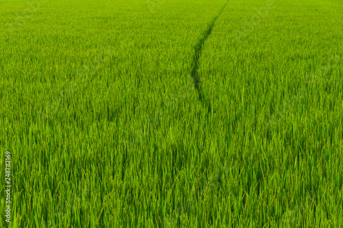 Rice field is break in to a pathway.
