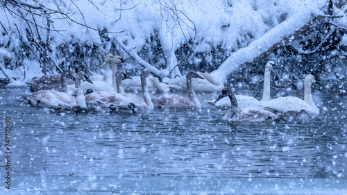 Swans are playing in open water of a lake under heavy snow shower