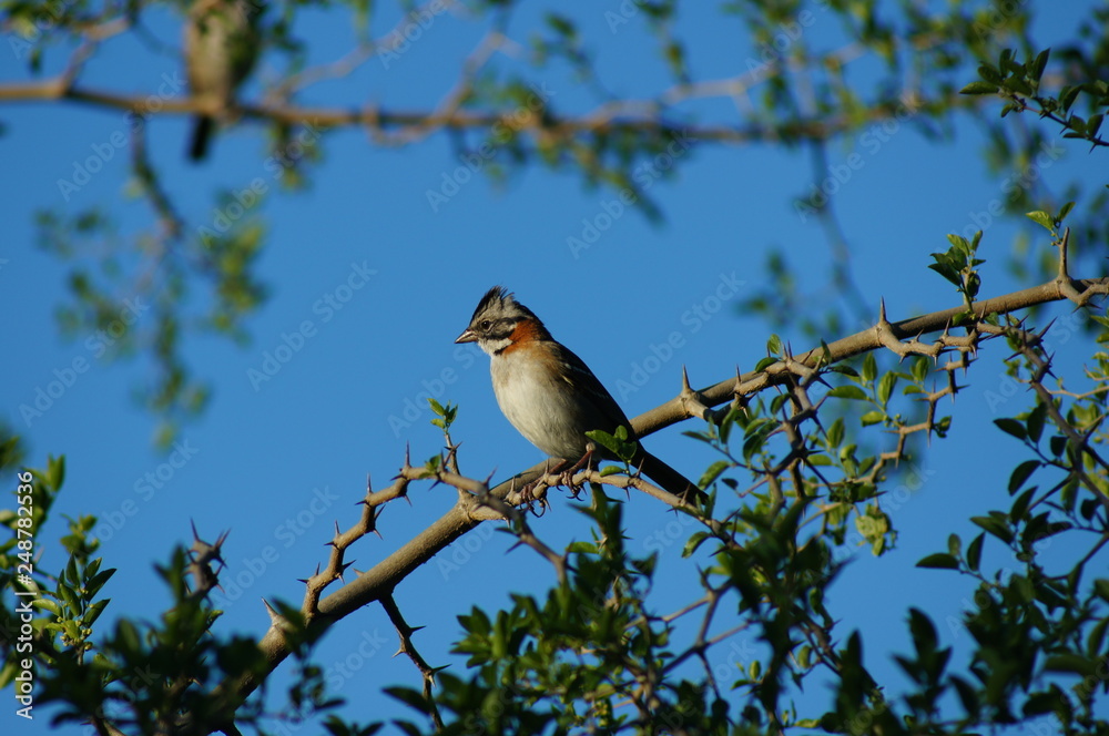 Bird in branch blue sky Bird in branch blue sky