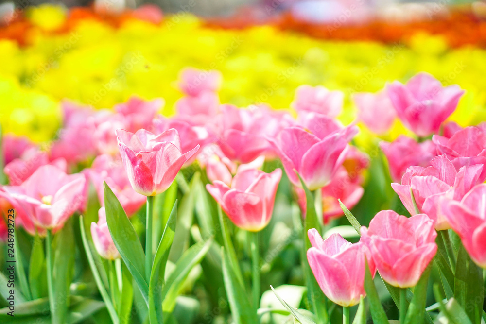 beautiful tulips flower bloom in spring day, postcard idea concept design.