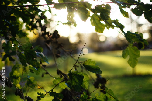 Green leaves backlighting in spring bokeh