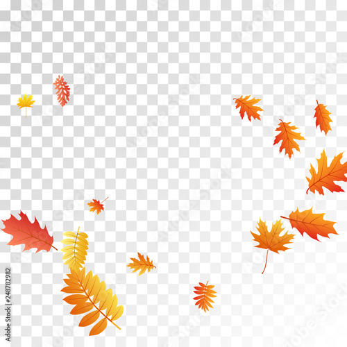 Oak  maple  wild ash rowan leaves vector  autumn foliage on transparent background.