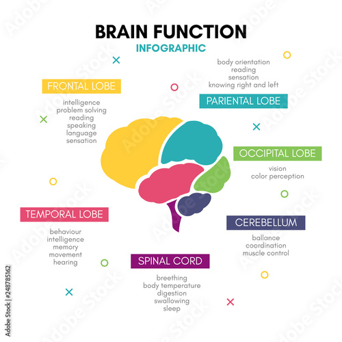 Creative human brain infographic concept lobe mind photo