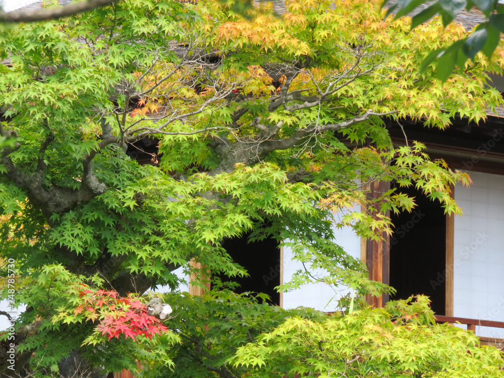 日本庭園の紅葉前 日本庭園の紅葉前