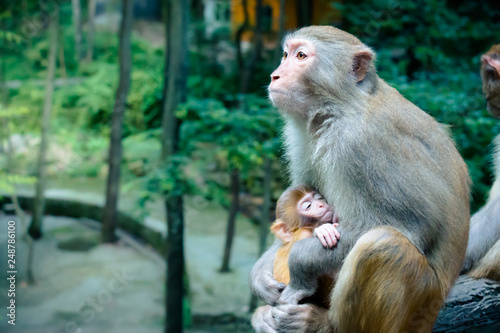 Monkey mother and baby