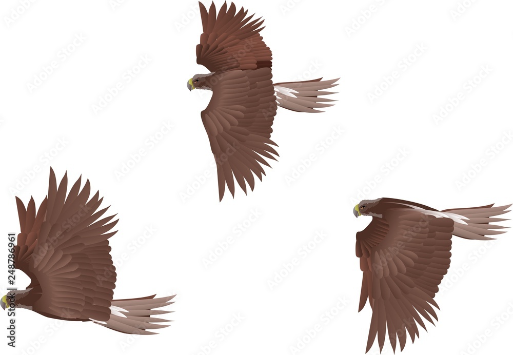 Fototapeta premium Flying eagles and hawks vector set isolated on white