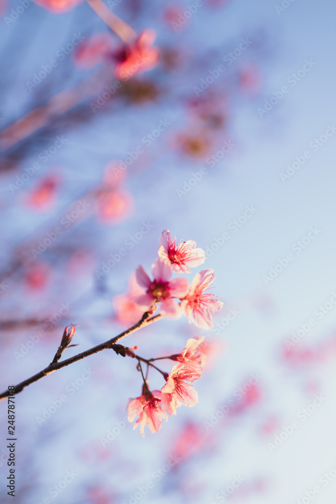 Spring blossom pink flowers Beautiful nature sky Spring blossom pink flowers Beautiful nature sky