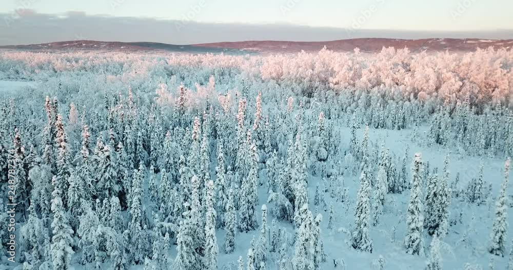 Alaska Winter Forest Aerial Drone Alaska Winter Forest Aerial Drone