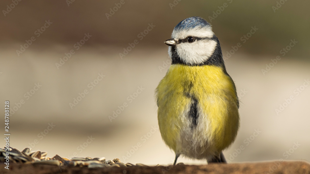 Obraz premium Oiseaux du Grésivaudan - Isère.