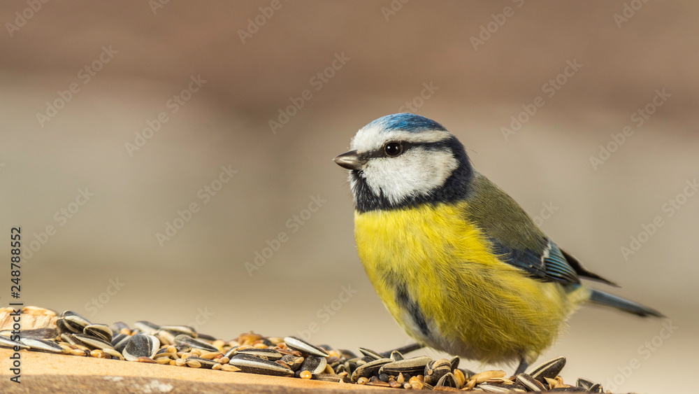 Fototapeta premium Oiseaux du Grésivaudan - Isère.