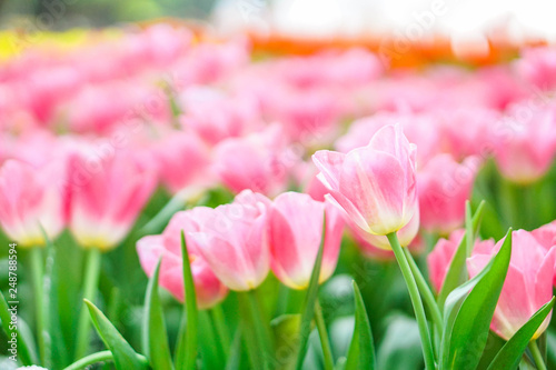 beautiful tulips flower bloom in spring day, postcard idea concept design.