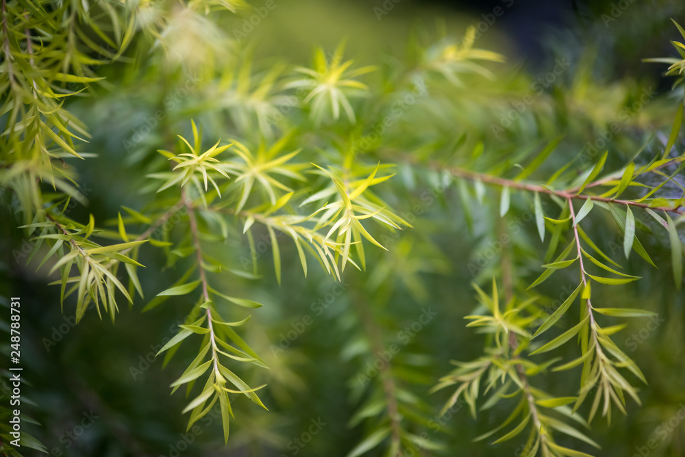Melaleuca bracteata- white cloud tree close-up view in Chengdu, Sichuan province, China Melaleuca bracteata- white cloud tree close-up view in Chengdu, Sichuan province, China