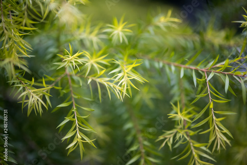 Melaleuca bracteata- white cloud tree close-up view in Chengdu, Sichuan province, China