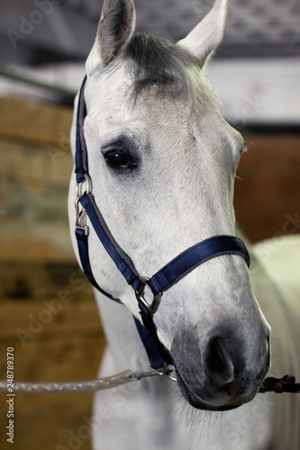 Beautiful white horse in the stable