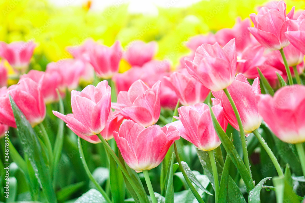 Fototapeta premium beautiful tulips flower bloom in spring day, postcard idea concept design.