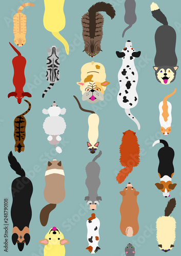 cats and dogs seamless design