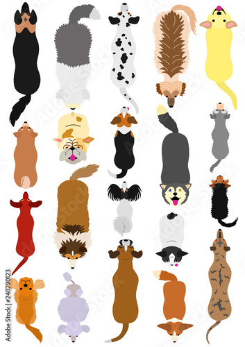 dogs breed top view set