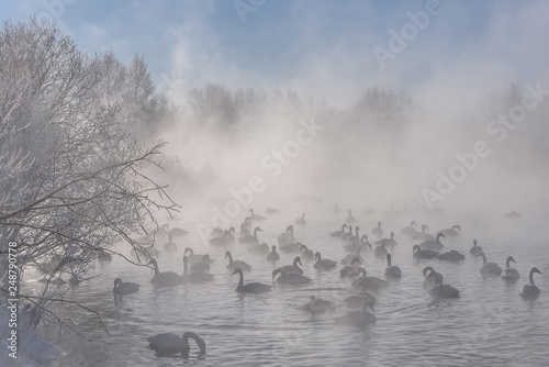 swans fog lake winter frost © Iri_sha