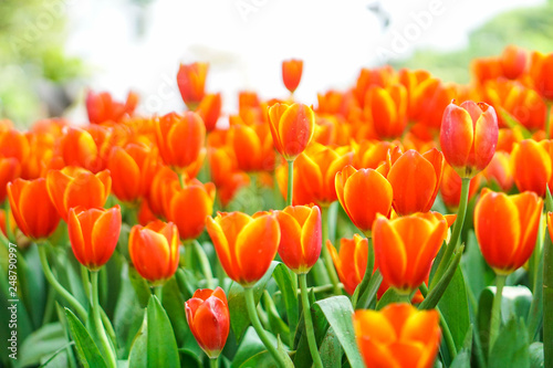 beautiful tulips flower bloom in spring day  postcard idea concept design.
