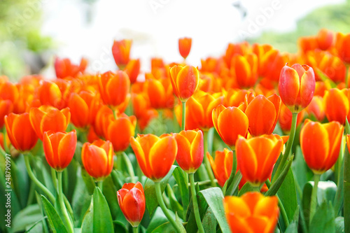 beautiful tulips flower bloom in spring day, postcard idea concept design.
