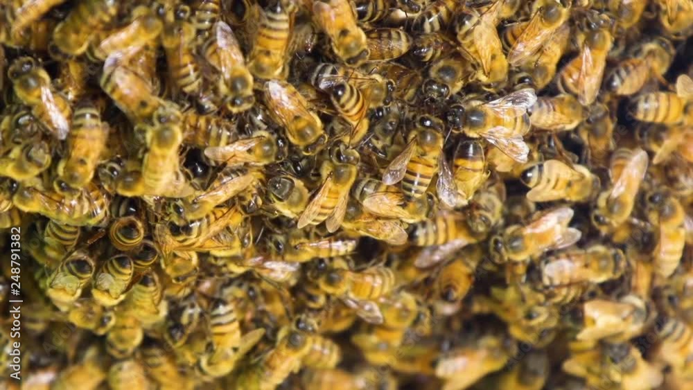 Macro shot of a forming bee's hive. Shot with a high-speed camera. Macro shot of a forming bee's hive. Shot with a high-speed camera.