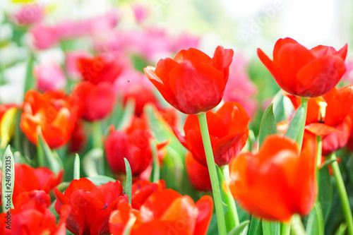 beautiful tulips flower bloom in spring day  postcard idea concept design.