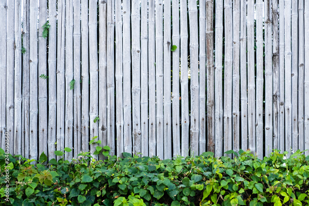 Obraz premium Bamboo fence wall background and texture with green plant decoration.