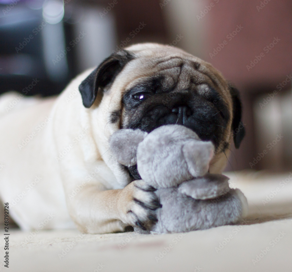 Funny pug dog playing with plush toy mouse