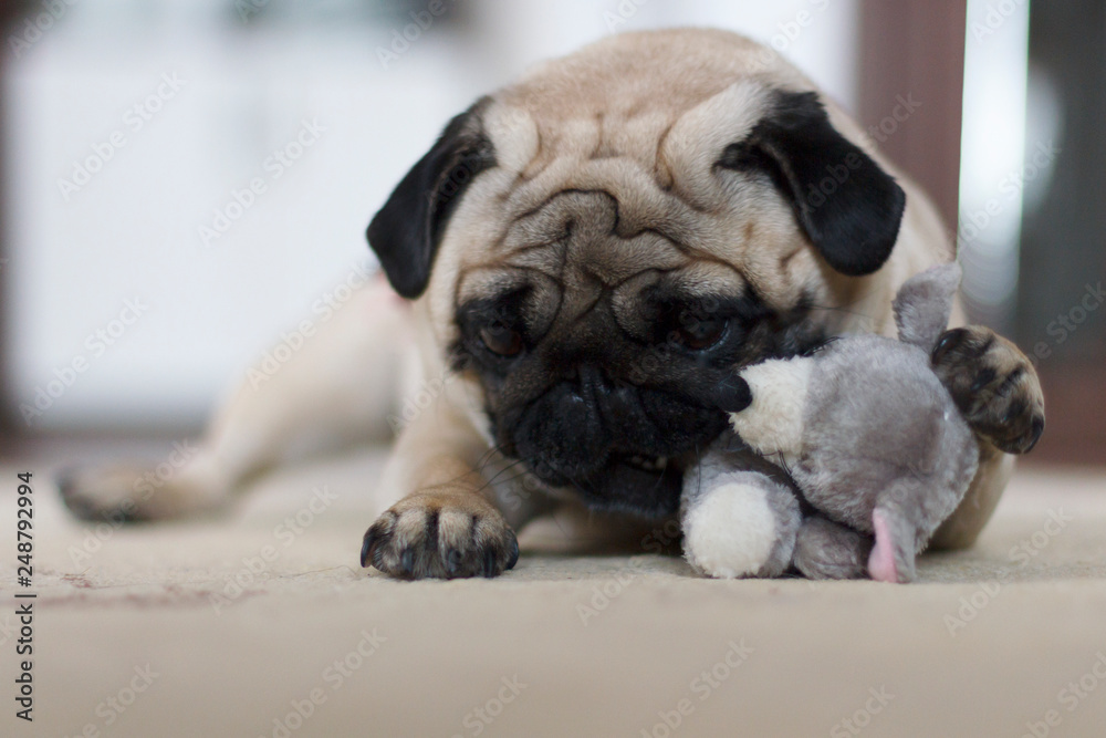Obraz premium Funny pug dog playing with plush toy mouse