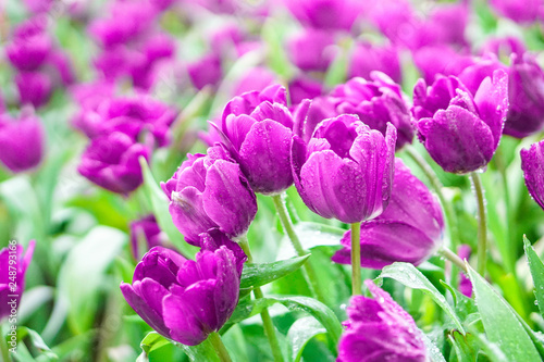 beautiful tulips flower bloom in spring day, postcard idea concept design.