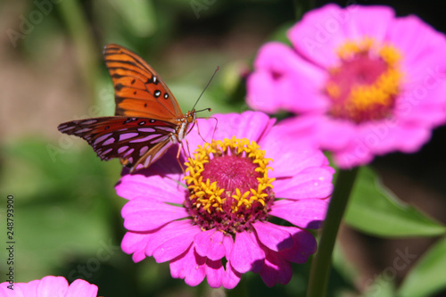 Orange butterfly on pink zinnia flower