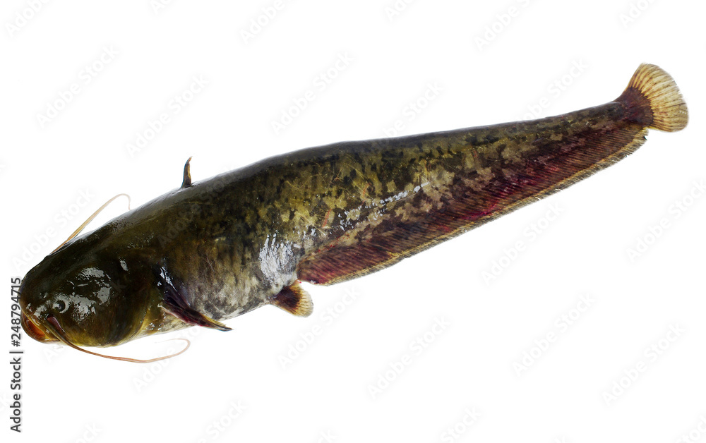 Fish catfish on white. Isolated on white. Fish catfish on white. Isolated on white.