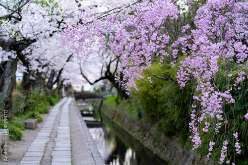 (京都哲学の道)桜のある風景