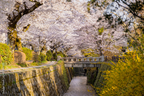 (京都哲学の道)桜のある風景