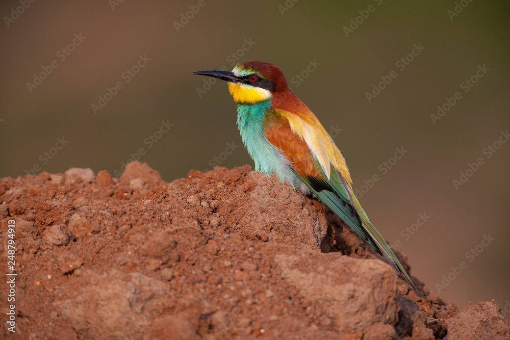 European Bee-eater Bird European Bee-eater Bird