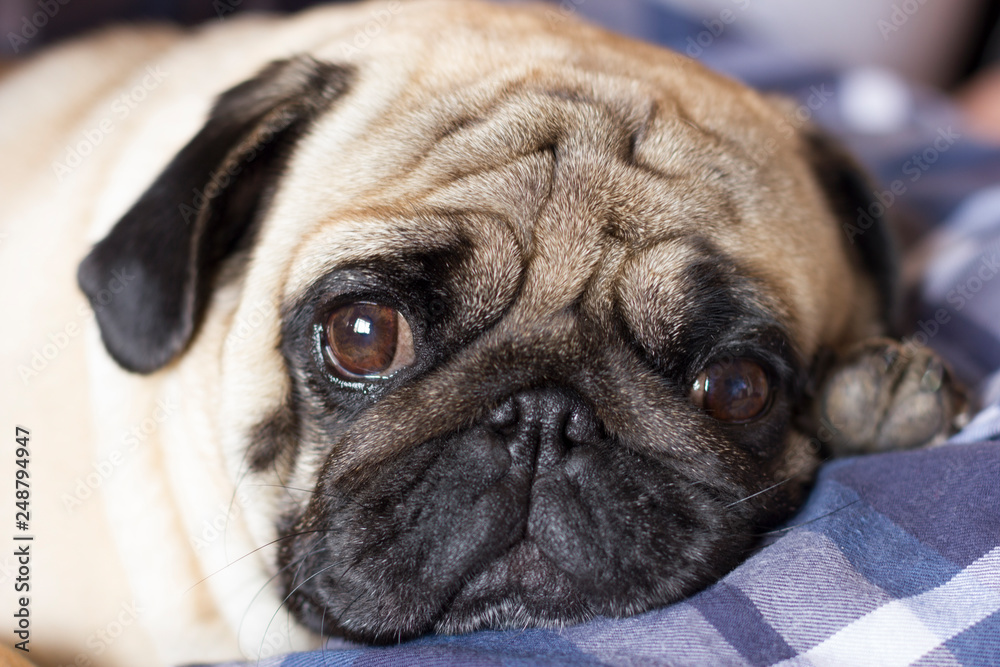 Very sad dog pug with sad big eyes lies on a checkered rug