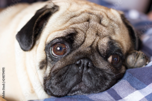 Very sad dog pug with sad big eyes lies on a checkered rug