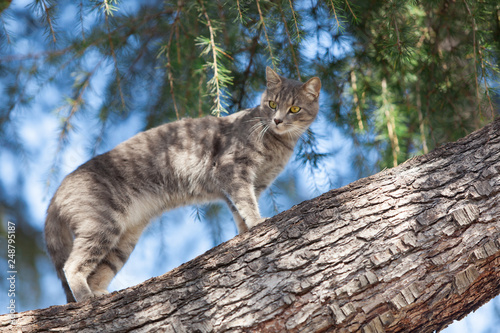Striped cat playing in tree