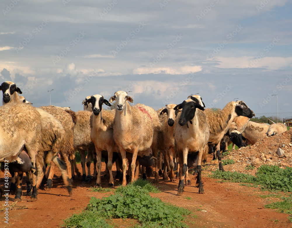 Herd of curious sheep in Cyprus stand on path with brown sand, cloudy sky