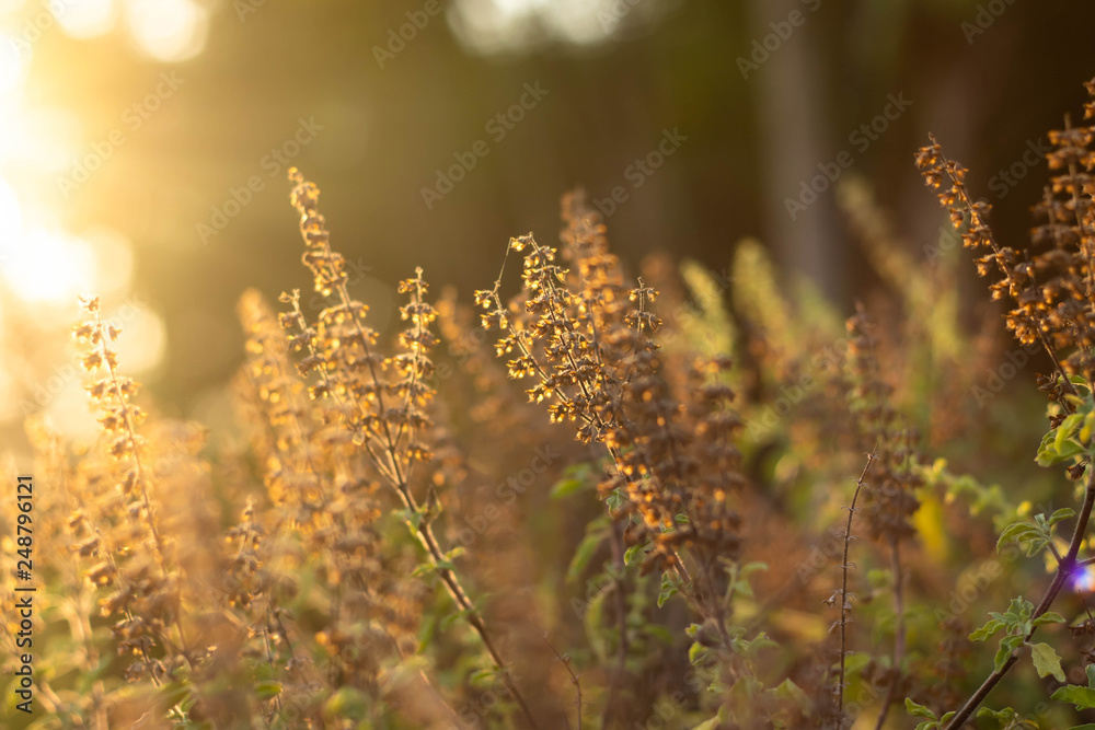 Flower of grass In the meadow backlit the orange light of the sun in the evening can see grass silhouette. Flower of grass In the meadow backlit the orange light of the sun in the evening can see grass silhouette.