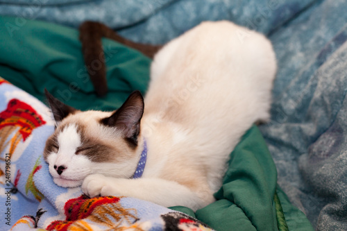 Slleeping siamese cat in blankets
